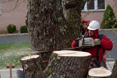 Tree Removal