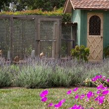 chicken coop