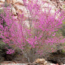 McCall Landscape Ideas