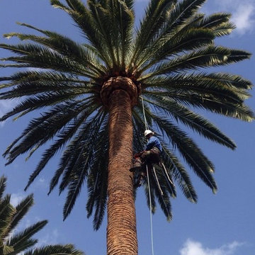 Our Tree Services