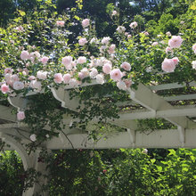 Climbing Rose
