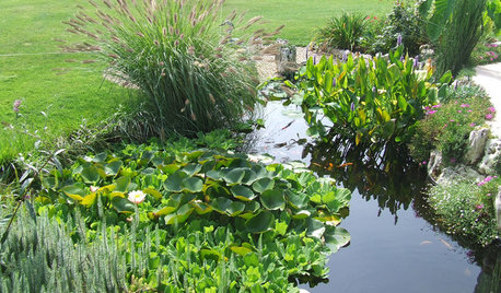 7 astuces de pro pour faciliter l'entretien de votre mare