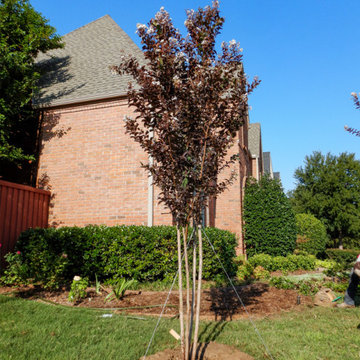 Flowering Trees & Shrubs