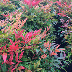 Current Featured Plants - Products