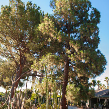 Pine Tree Canopy