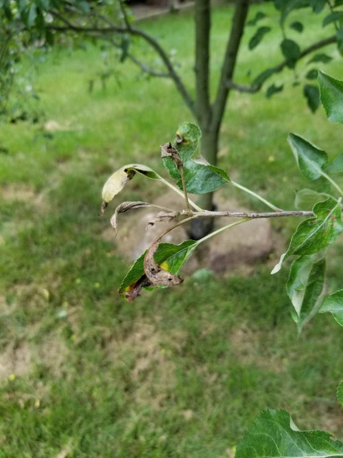 Do Apple trees require a lot of water?