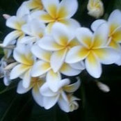 Natalie Brown's photo