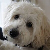 Kim MacLaren's photo