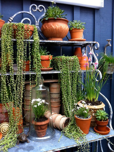  Cascading  Succulents Bring Fun Shapes to Your Indoor  Garden