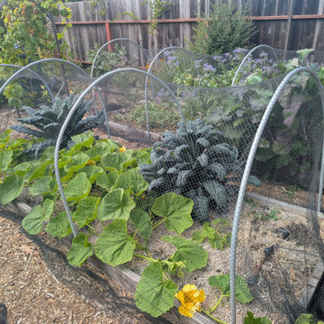 Backyard Production Garden, San Francisco