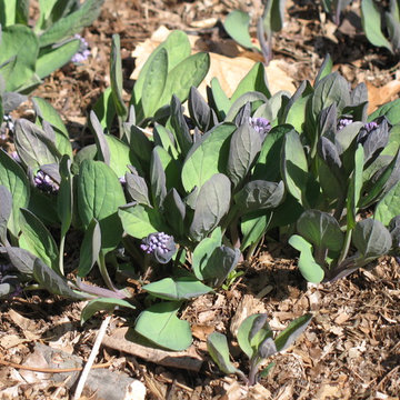 Virginia Bluebells