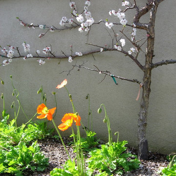 Fairbanks Ranch Edible Garden
