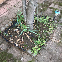 Mom’s Yard