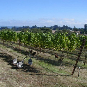 Corralitos Farm & Vineyard