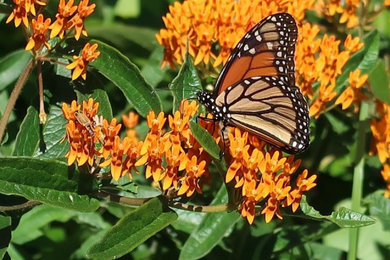Plant the Right Plants for Butterflies in Williamsburg/James City County