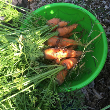 Community Gardens
