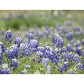 Charles Vernon's photo