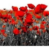 Stephanie Rigg-Smith's photo