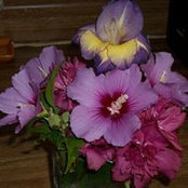 Susan Strahan's photo