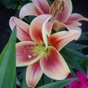 Leona Greaves's photo