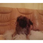Оксана Голубик's photo