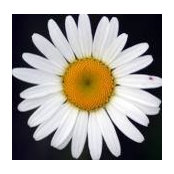 Sally Joubert's photo
