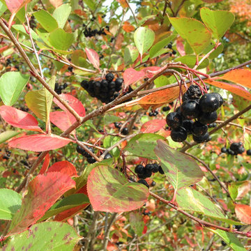 Aronia melanocarpa