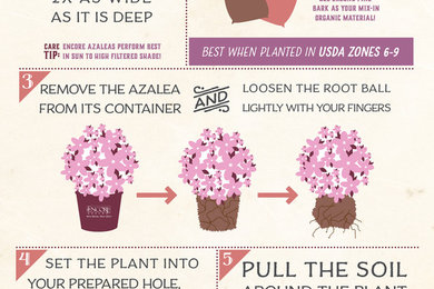 Planting Encore Azaleas