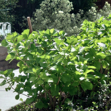 GREEN OASIS