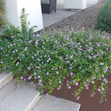 Lantana montevidensis_Purple Trailing Lantana