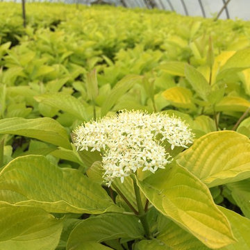 Garden Glow Dogwood