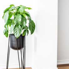 Plants
