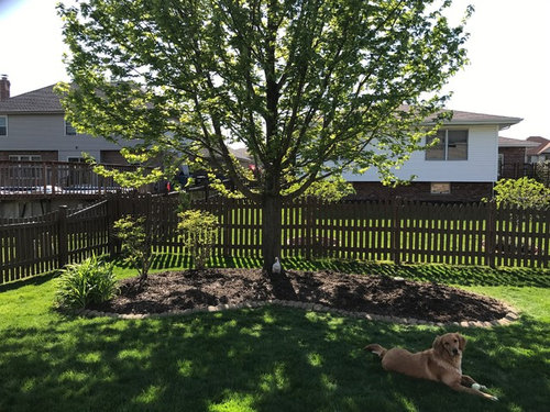Landscaping Ideas for under a Maple Tree 