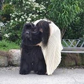 Foto de Ringo Ringo
