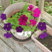 Foto von Alfreca Dallagi