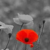 Deborah Hosaki's photo