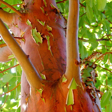 Arbutus menziesii