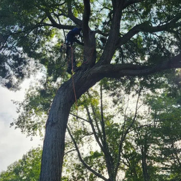 Greenview Tree Care