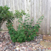 N Surrey Backyard