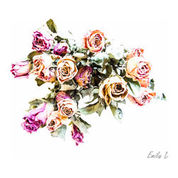 Love is Roses - Photographs