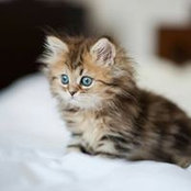 Catherine Meehan's photo
