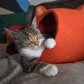 Mike Lee's photo