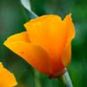 Nisha George's photo