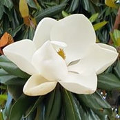 Chrystal Maher's photo