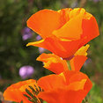 Foto de perfil de Donna Lynn - Landscape Designer