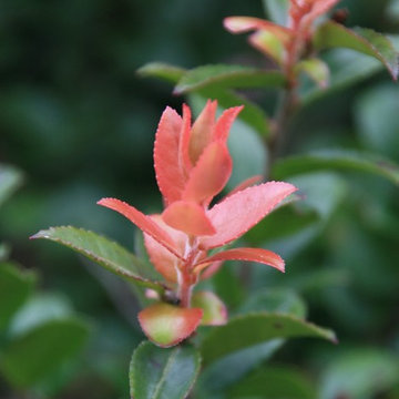 Evergreen Huckleberry
