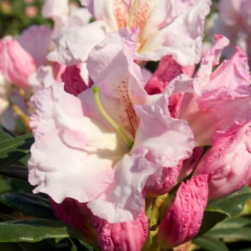 Southgate® Breezy™ Rhododendron Rhododendron x 'Breezy'