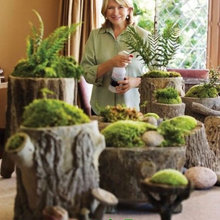 stump planters