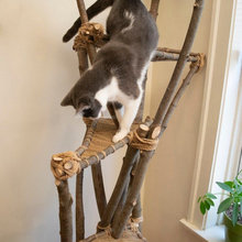 Cats