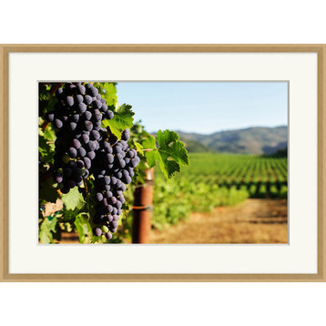 Ripening Grapes 1, Giclee Reproduction Artwork